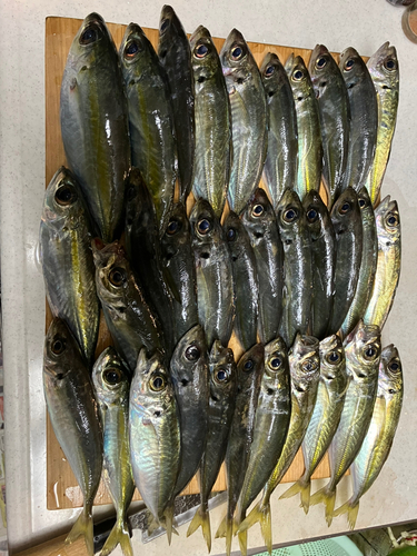 アジの釣果