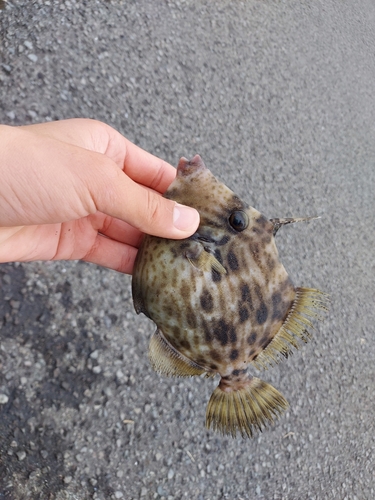 カワハギの釣果