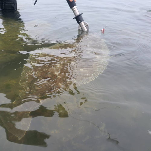 ヒラメの釣果