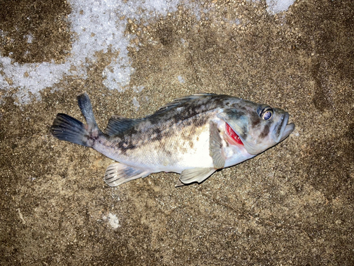 クロソイの釣果