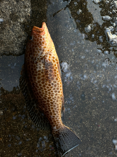 オオモンハタの釣果