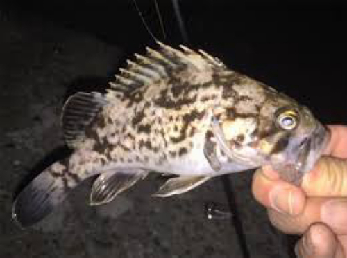 タケノコメバルの釣果