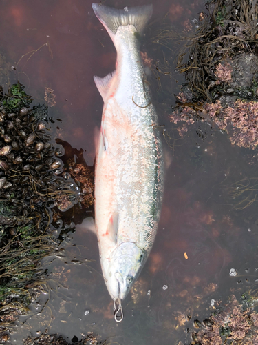 サクラマスの釣果