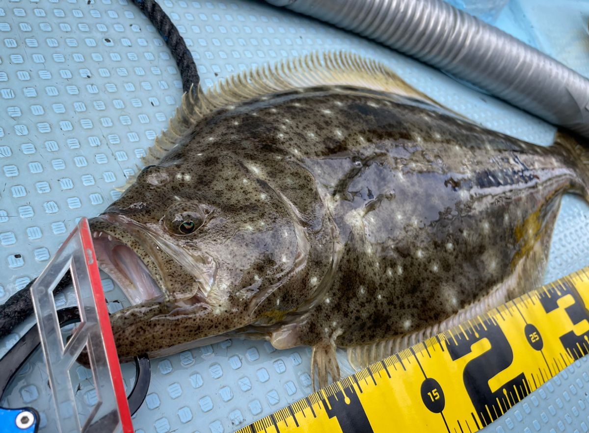 ジギング見習いさんの釣果 2枚目の画像