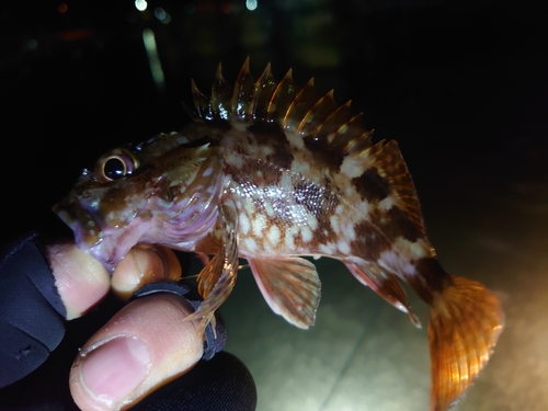 カサゴの釣果