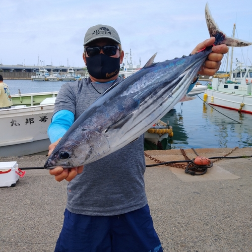 カツオの釣果