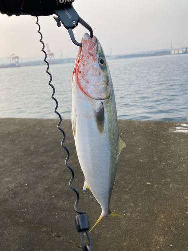 ヤズの釣果