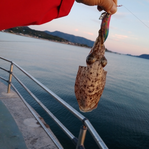 コウイカの釣果