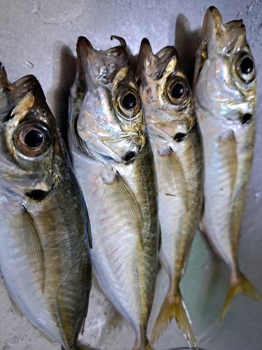 マアジの釣果