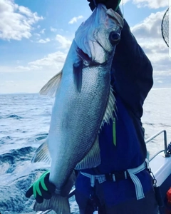 ヒラスズキの釣果