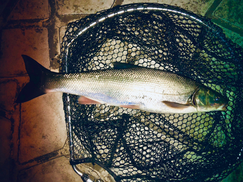 マルタウグイの釣果