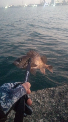 メバルの釣果