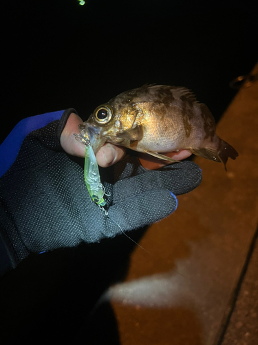 アカメバルの釣果