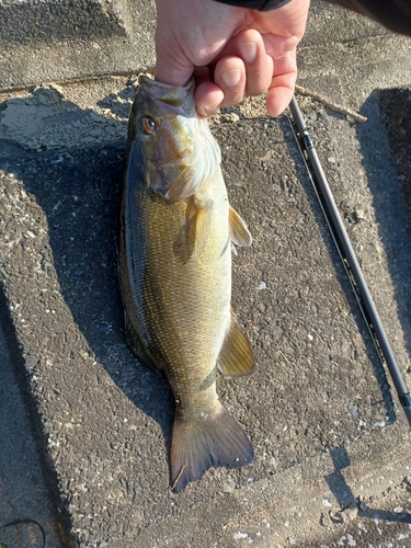 スモールマウスバスの釣果