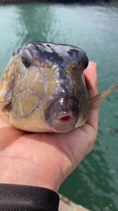 ハコフグの釣果