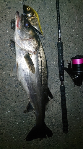 シーバスの釣果