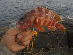 アカハタの釣果