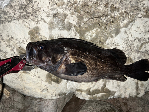 クロソイの釣果