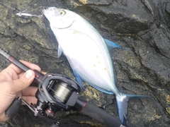 ナンヨウカイワリの釣果