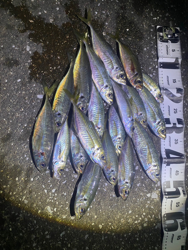 アジの釣果