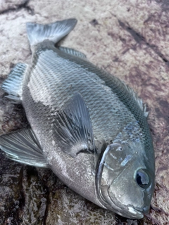 グレの釣果