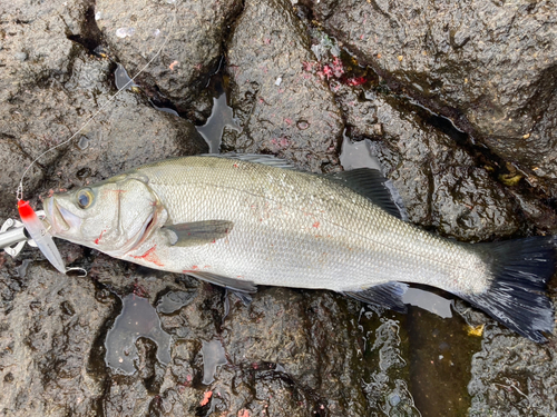 ヒラスズキの釣果