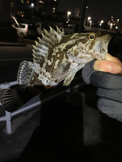 タケノコメバルの釣果