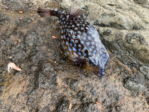 ハコフグの釣果