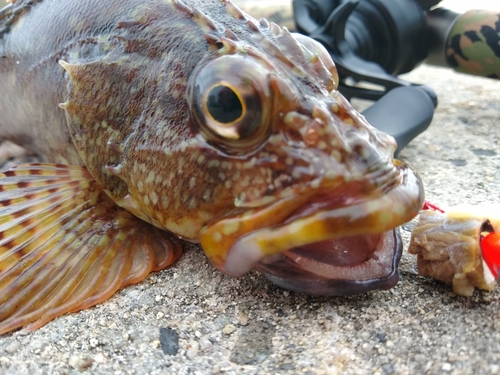 カサゴの釣果