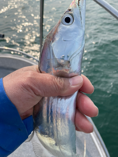 タチウオの釣果