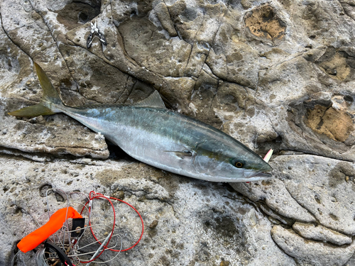 ブリの釣果