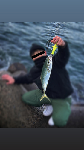 ヤズの釣果