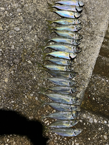 アジの釣果