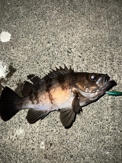 メバルの釣果