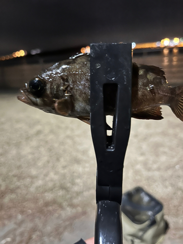 シロメバルの釣果