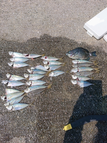 アジの釣果