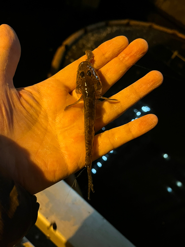 マハゼの釣果