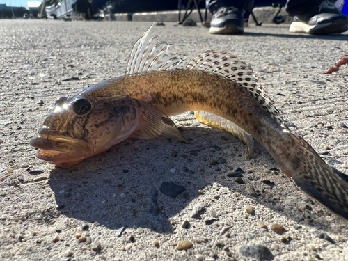 マハゼの釣果