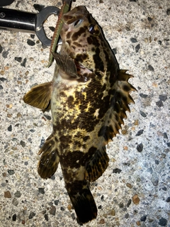 タケノコメバルの釣果