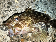 カサゴの釣果