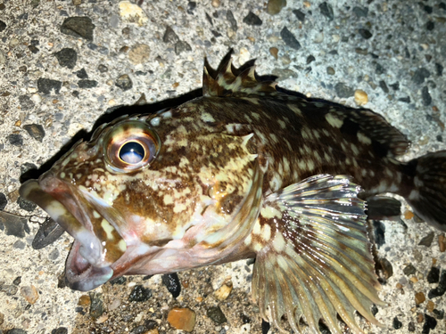 カサゴの釣果