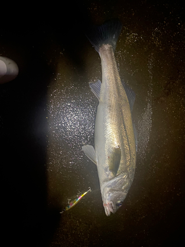 スズキの釣果