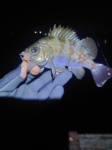 メバルの釣果