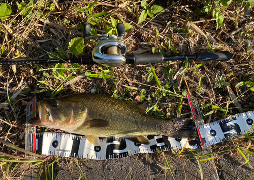 ラージマウスバスの釣果