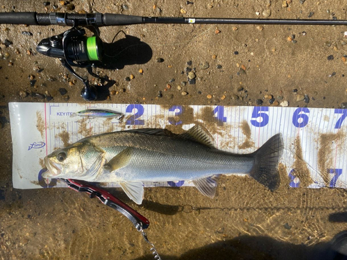 シーバスの釣果