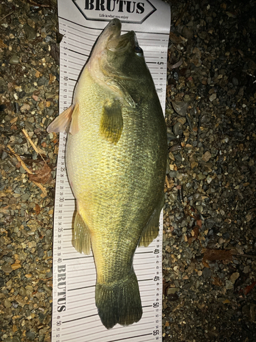 ブラックバスの釣果