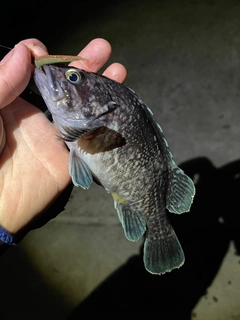 キツネメバルの釣果