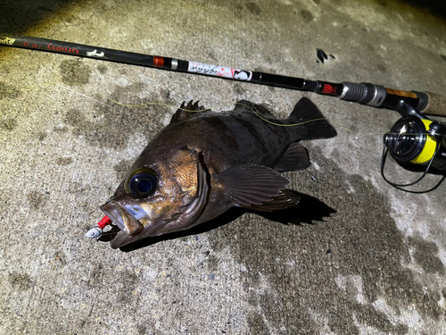 シロメバルの釣果