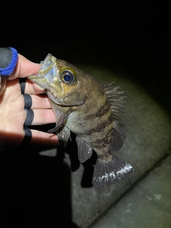 シロメバルの釣果