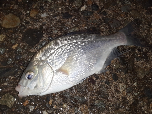 ウミタナゴの釣果